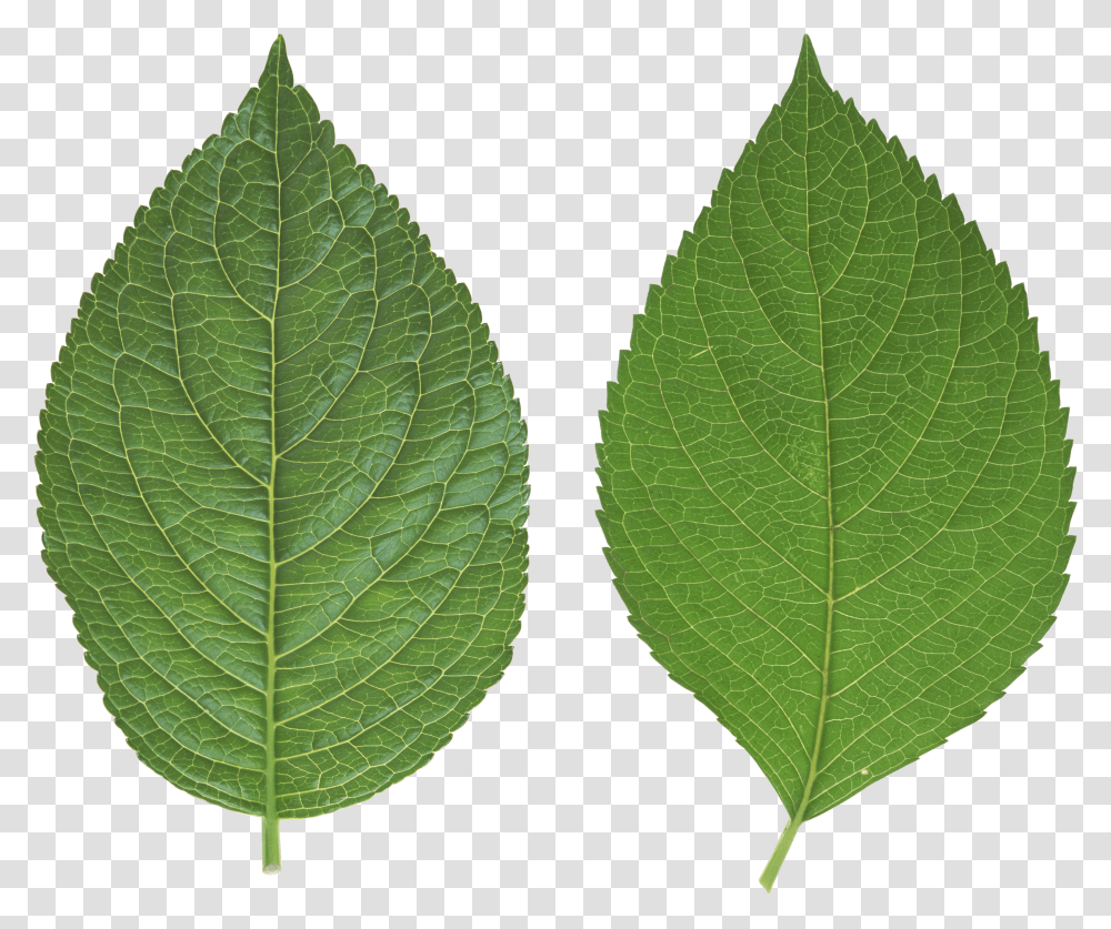 Green Leaves, Nature Transparent Png