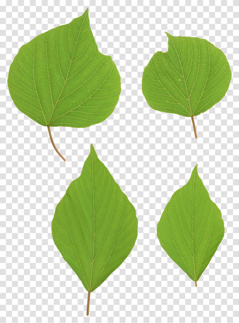 Green Leaves, Nature Transparent Png