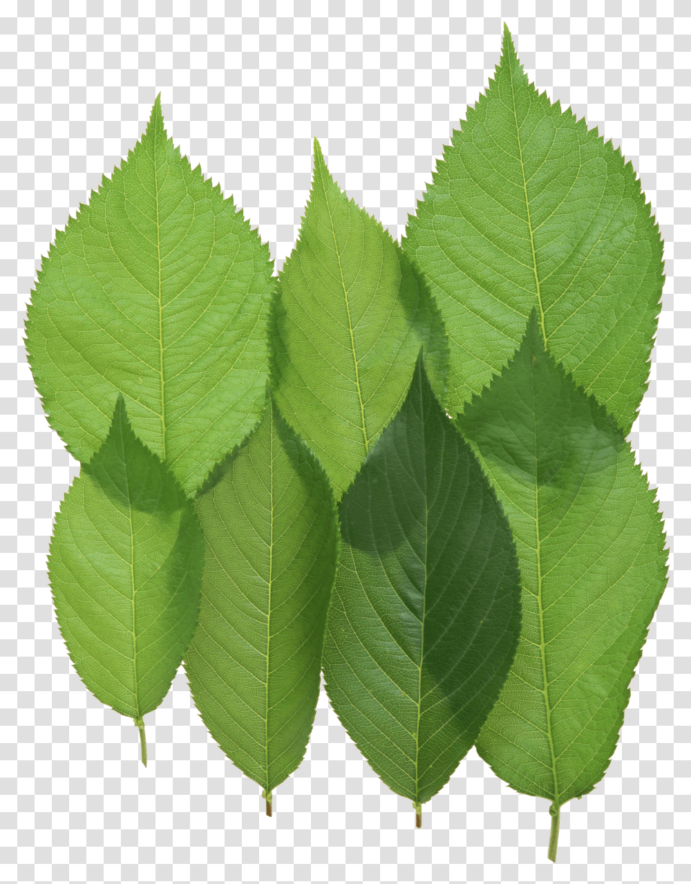 Green Leaves, Nature Transparent Png