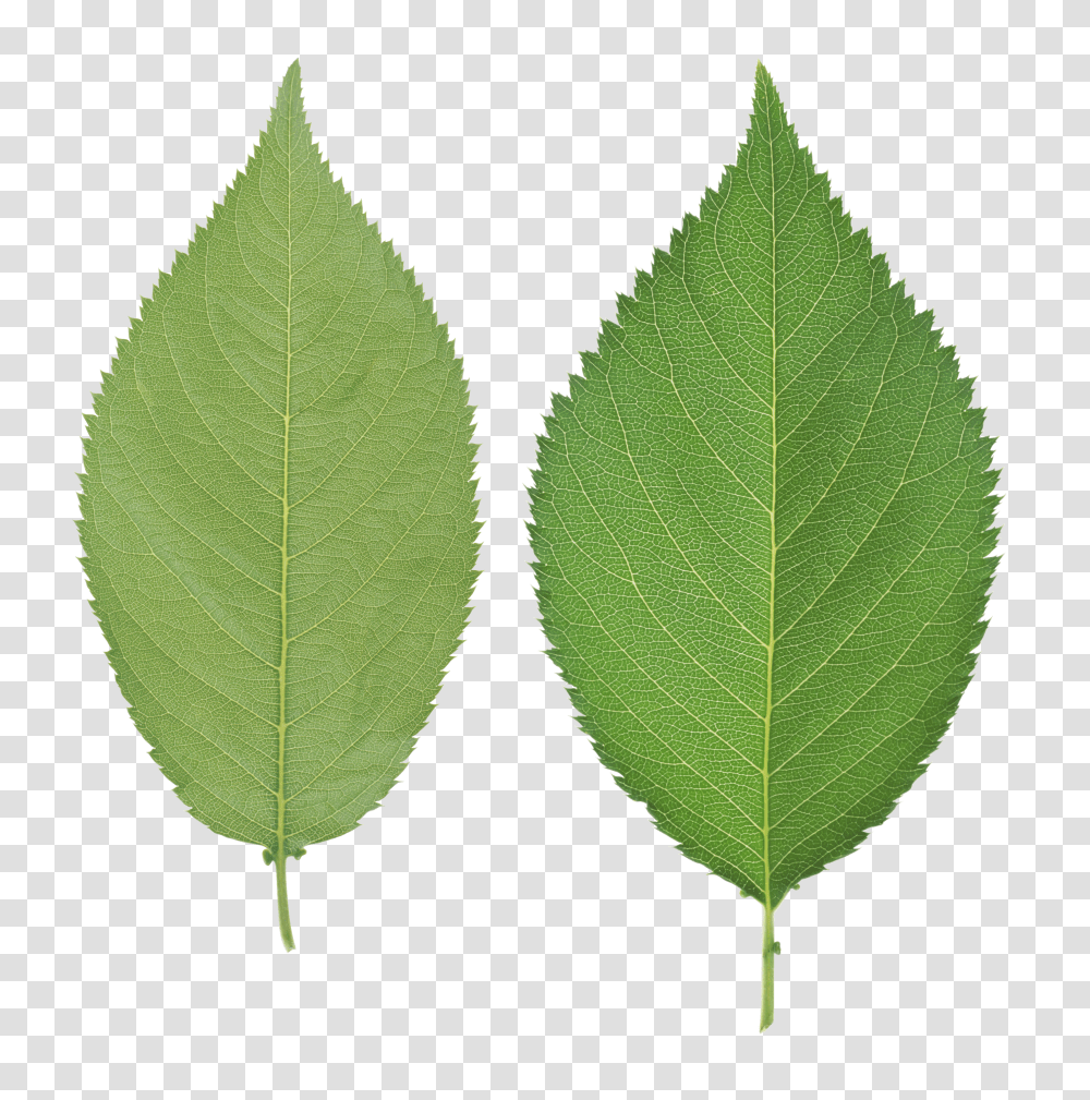 Green Leaves, Nature Transparent Png