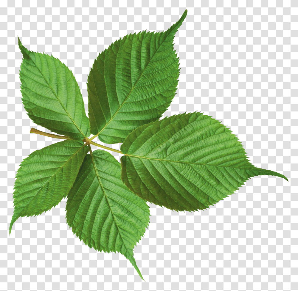 Green Leaves, Nature Transparent Png