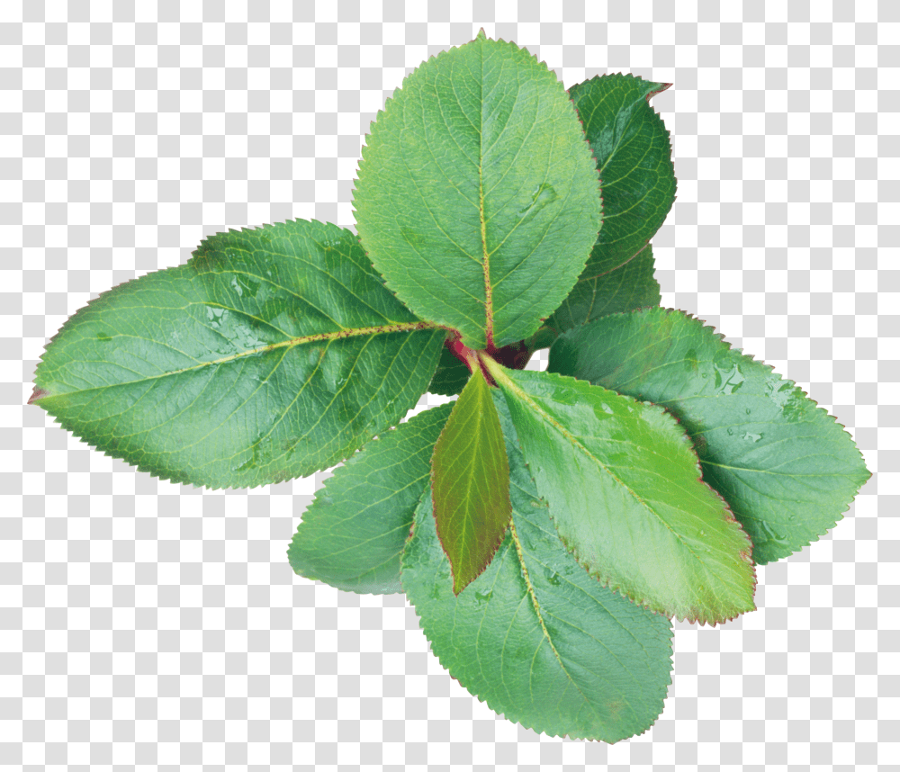 Green Leaves, Nature Transparent Png