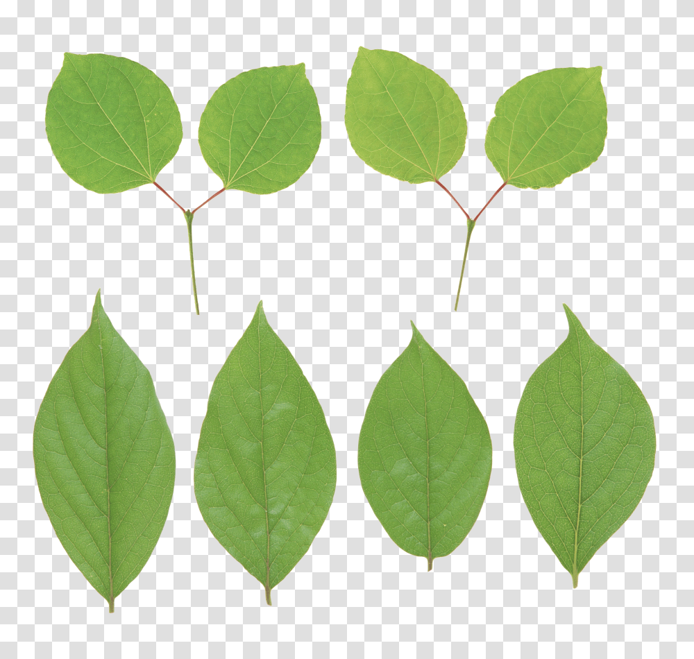 Green Leaves, Nature Transparent Png