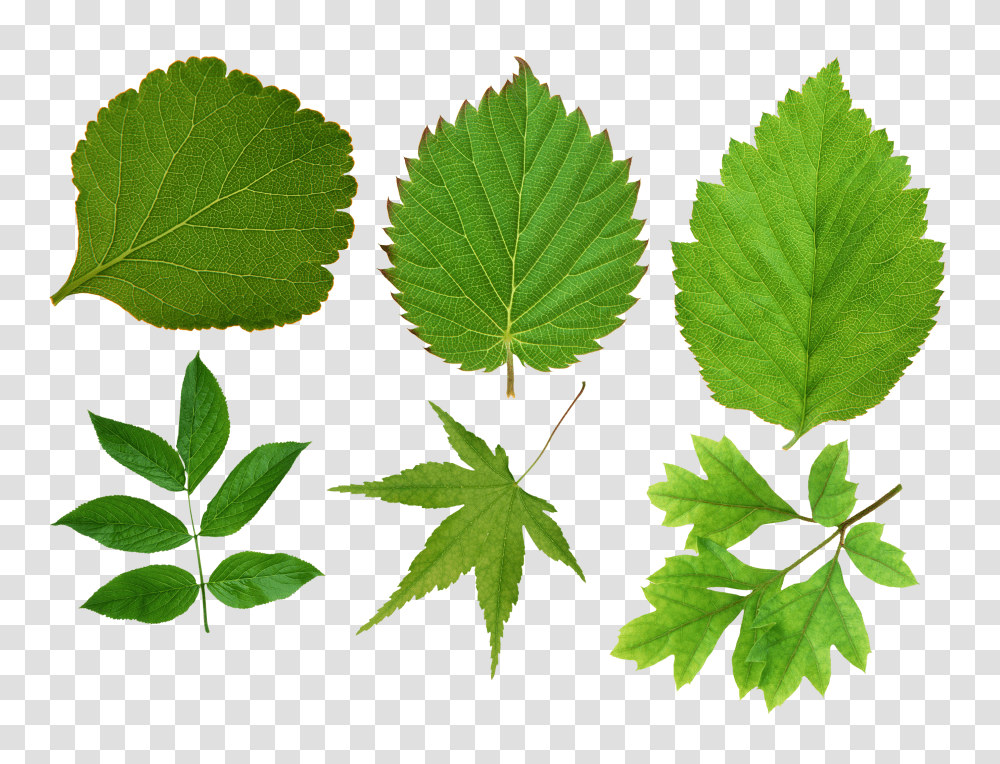 Green Leaves, Nature Transparent Png