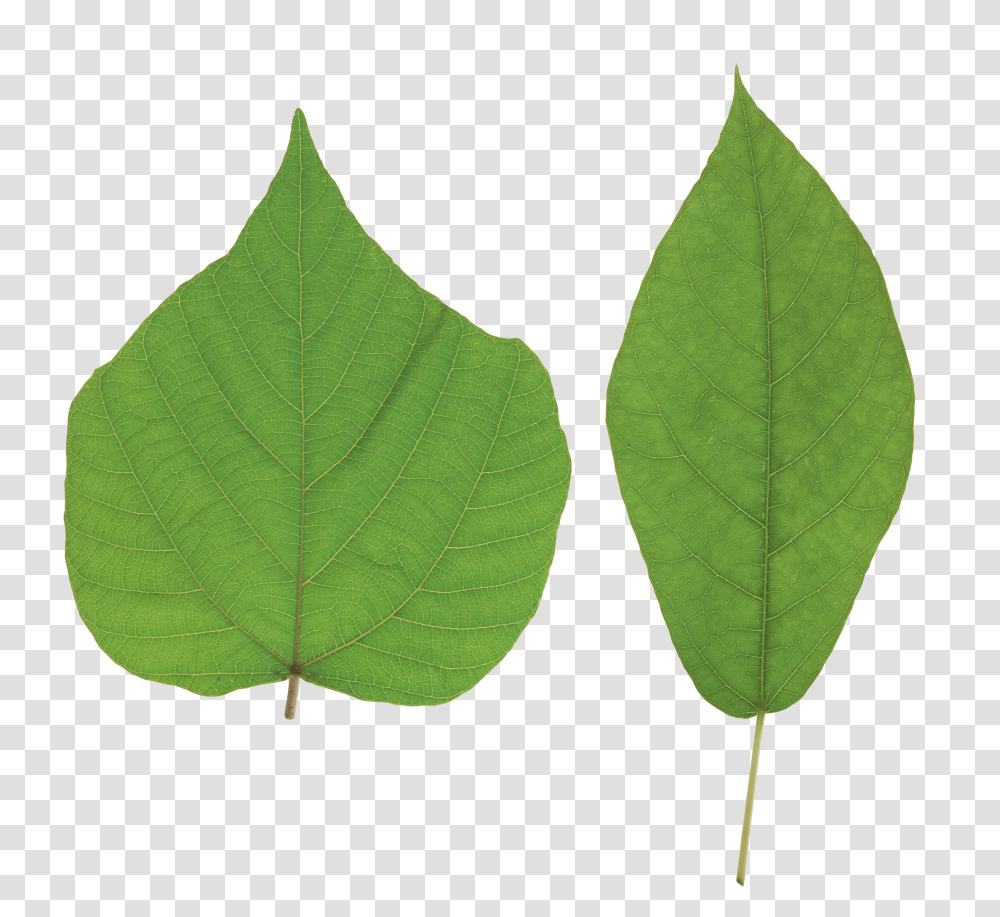 Green Leaves, Nature Transparent Png