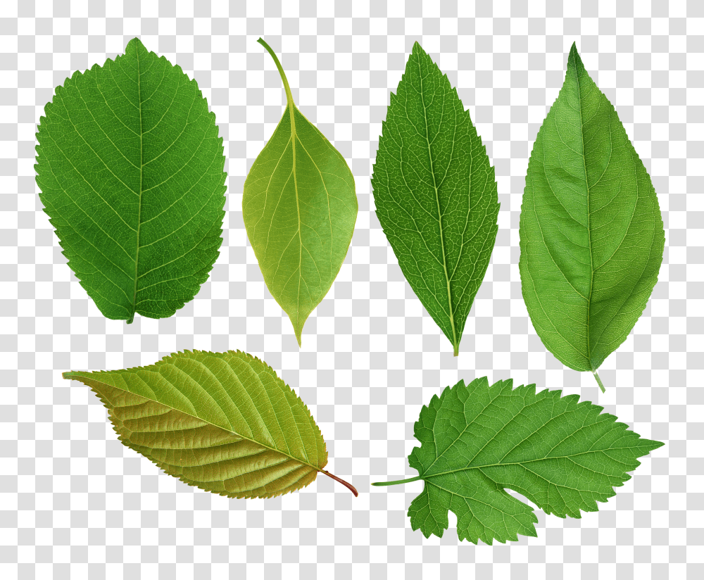 Green Leaves, Nature Transparent Png