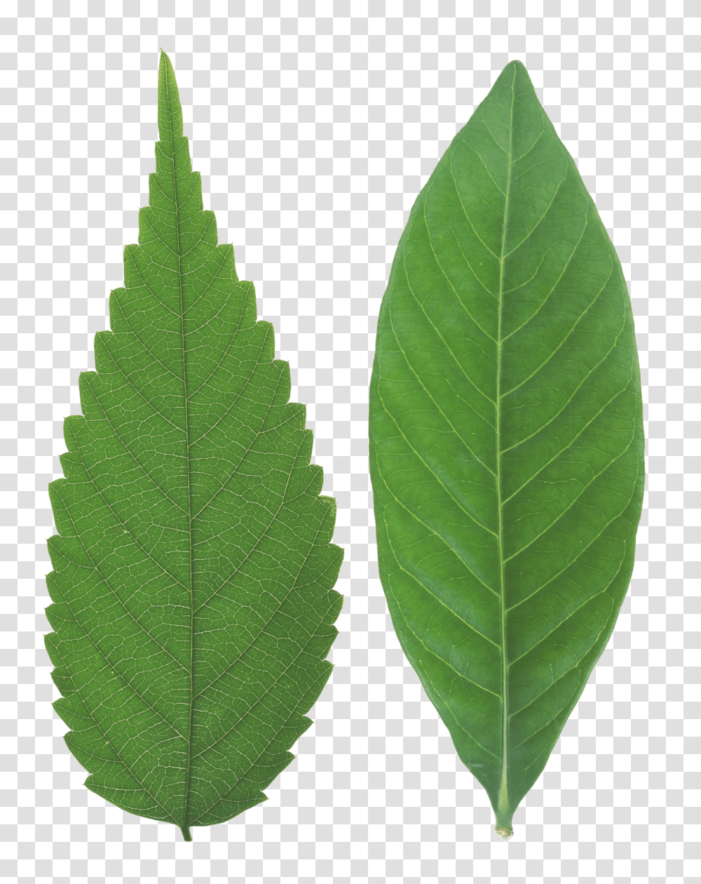 Green Leaves, Nature Transparent Png