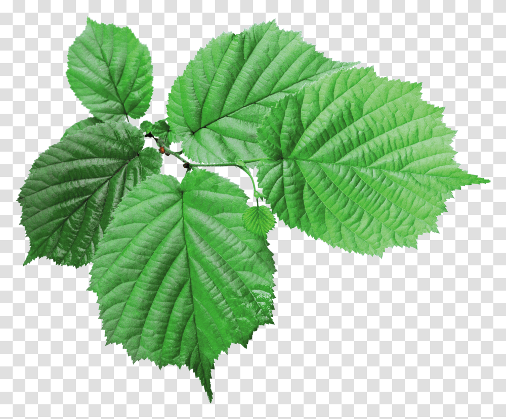 Green Leaves, Nature Transparent Png