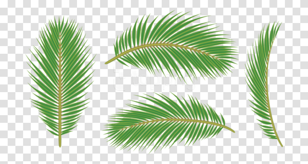 Green Leaves Of Palm, Tree, Plant, Conifer, Leaf Transparent Png