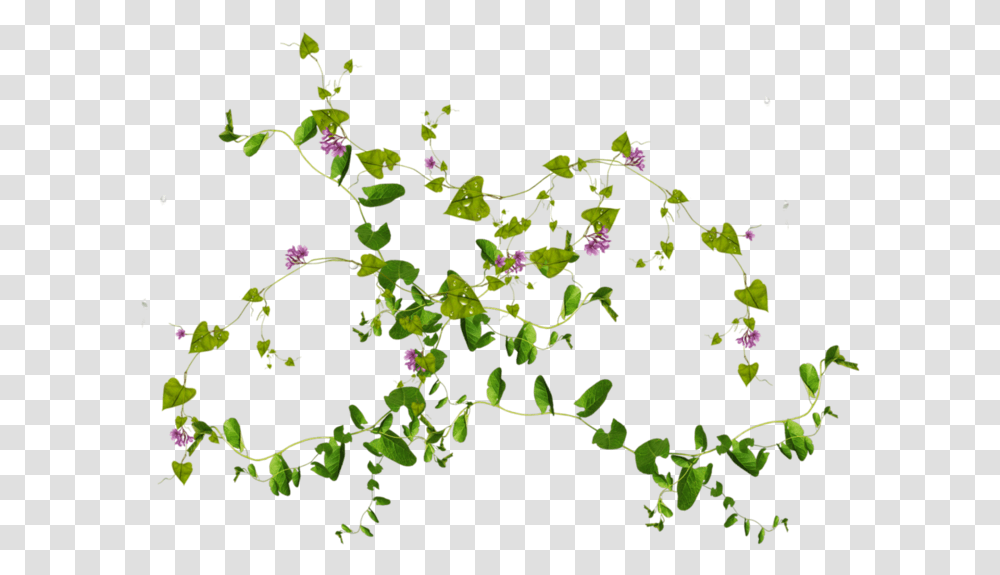 Green Leaves Pic Plants In Wall, Acanthaceae, Flower, Petal, Bud Transparent Png