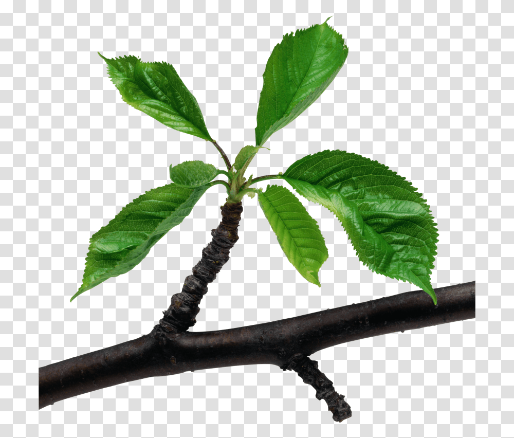 Green Leaves, Plant, Leaf, Tree, Flower Transparent Png