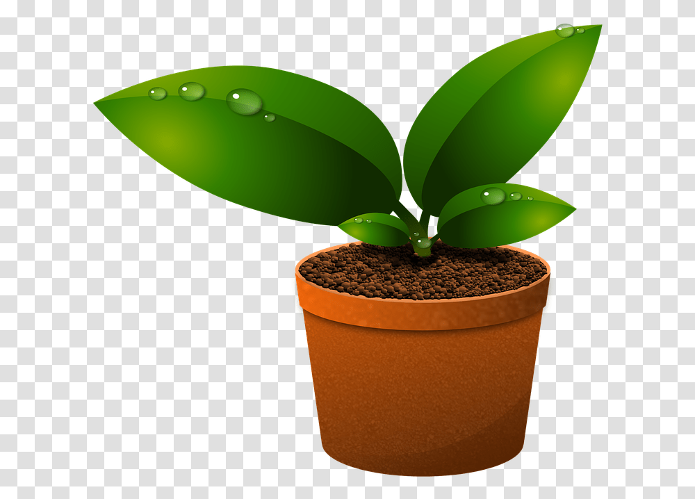 Green Leaves Plants Growth Foliage Vase Vegetation Components Of Ecosystem In Hindi, Leaf, Sprout, Aloe, Soil Transparent Png