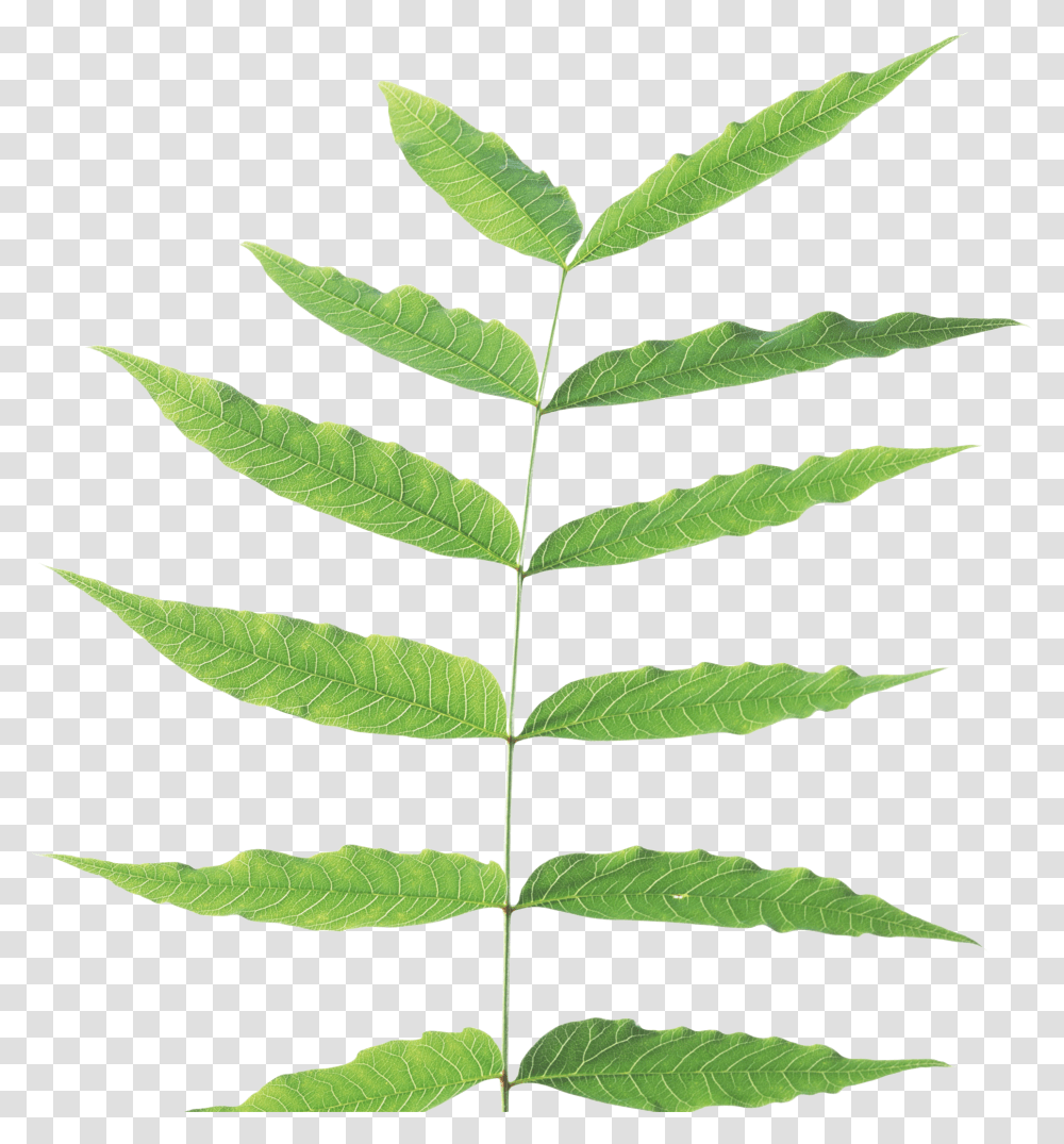 Green Leaves Stem And Leaf Plant, Fern Transparent Png