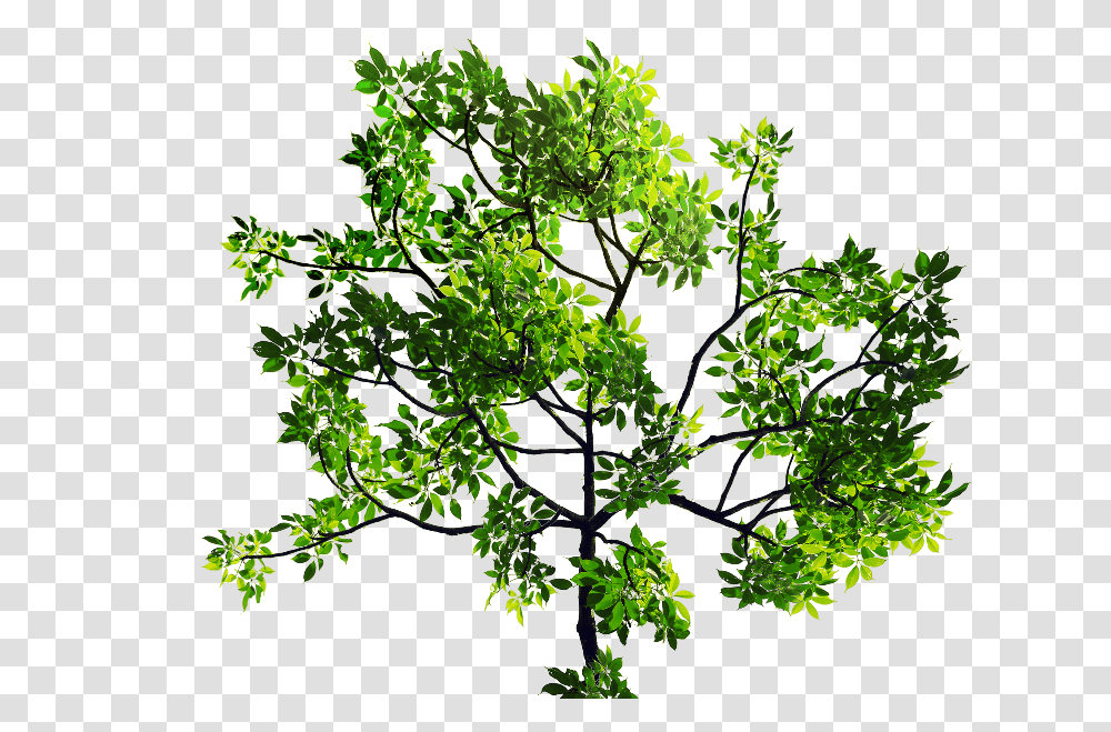 Green Leaves Tree Branch Stock Tree With Leaves, Potted Plant, Vase, Jar, Pottery Transparent Png