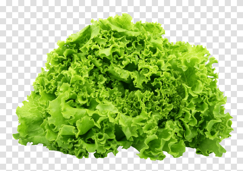 Green Lettuce Image, Vegetable, Plant, Food, Kale Transparent Png