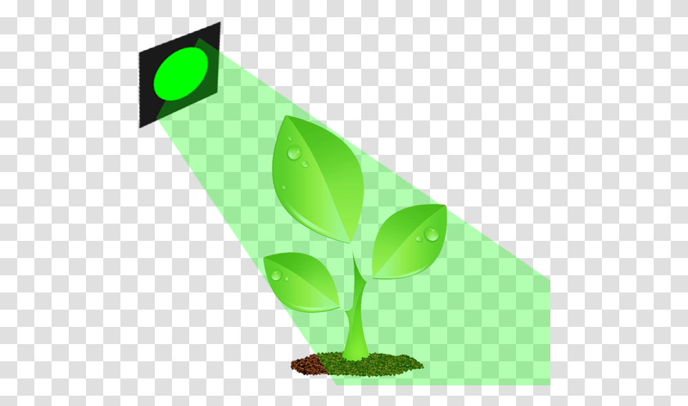 Green Light Plant, Leaf, Beverage Transparent Png