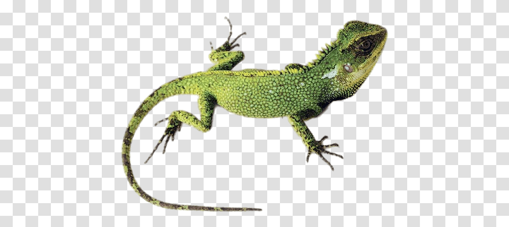 Green Lizard Enyalioides Altotambo, Reptile, Animal, Gecko, Iguana Transparent Png
