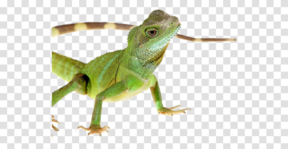 Green Lizard, Reptile, Animal, Gecko, Iguana Transparent Png