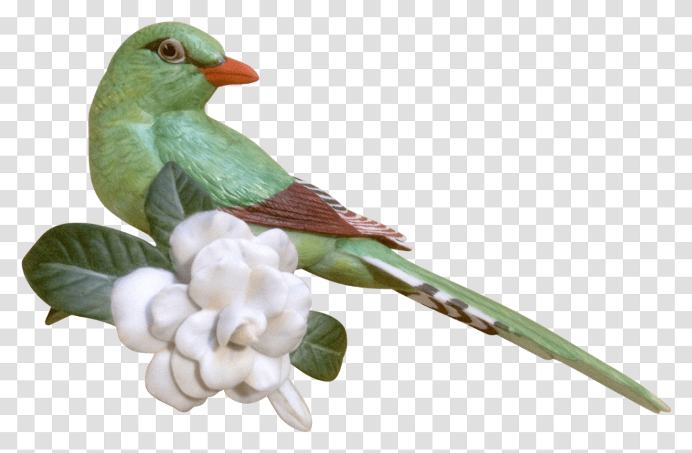 Green Magpie, Bird, Animal, Finch, Head Transparent Png