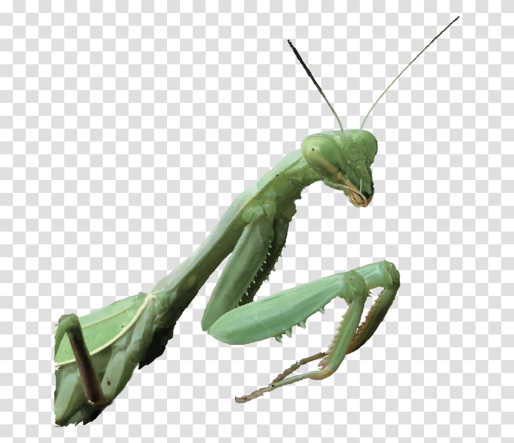 Green Mantis Group Home Mantidae, Insect, Invertebrate, Animal, Cricket Insect Transparent Png