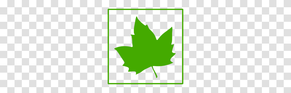 Green Maple Leaf Clipart, Plant, Person, Human Transparent Png