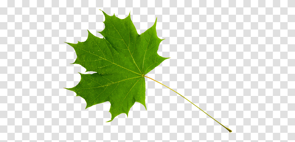 Green Maple Leaf Sugar Maple Leaf Stem, Plant, Tree, Veins Transparent Png