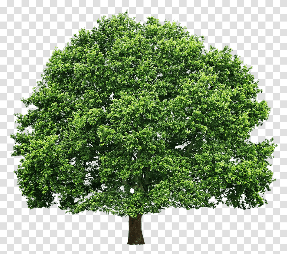 Green Oak Tree Oak Tree, Plant, Maple, Sycamore, Tree Trunk Transparent Png