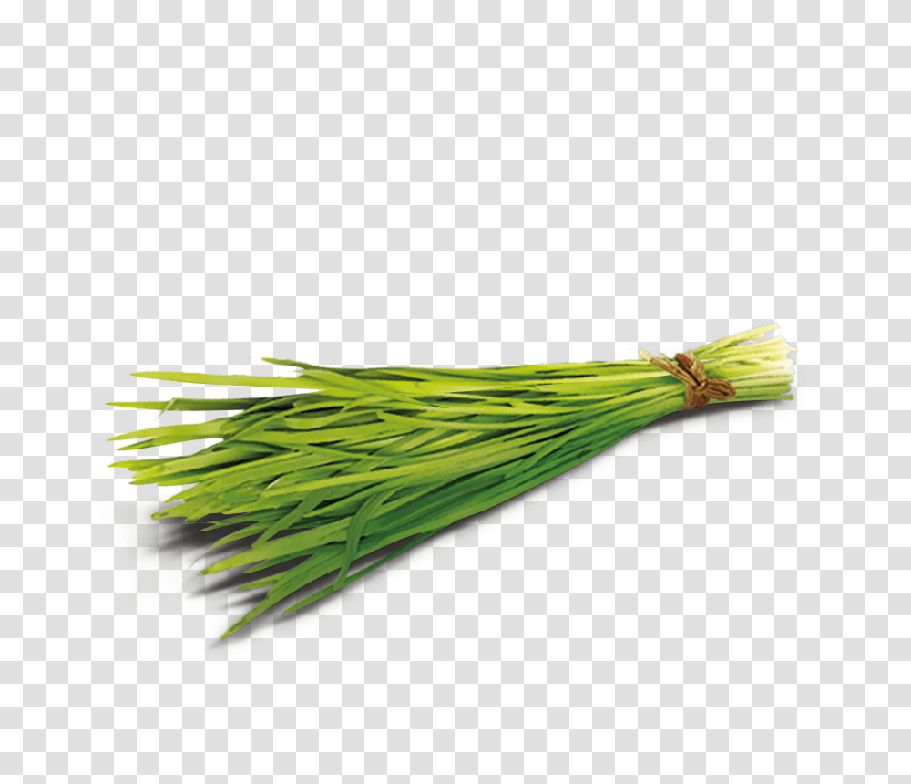 Green Oat Grass, Plant, Root, Food Transparent Png