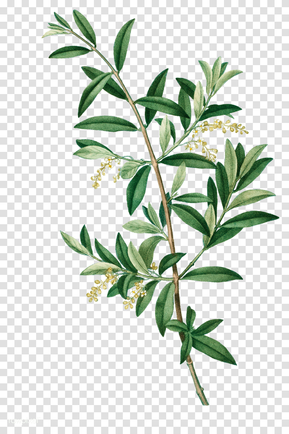 Green Olive Tree Olive Tree Branches, Acanthaceae, Flower, Plant, Blossom Transparent Png
