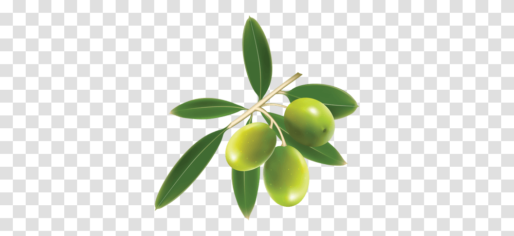 Green Olives On Branch, Plant, Annonaceae, Tree, Fruit Transparent Png