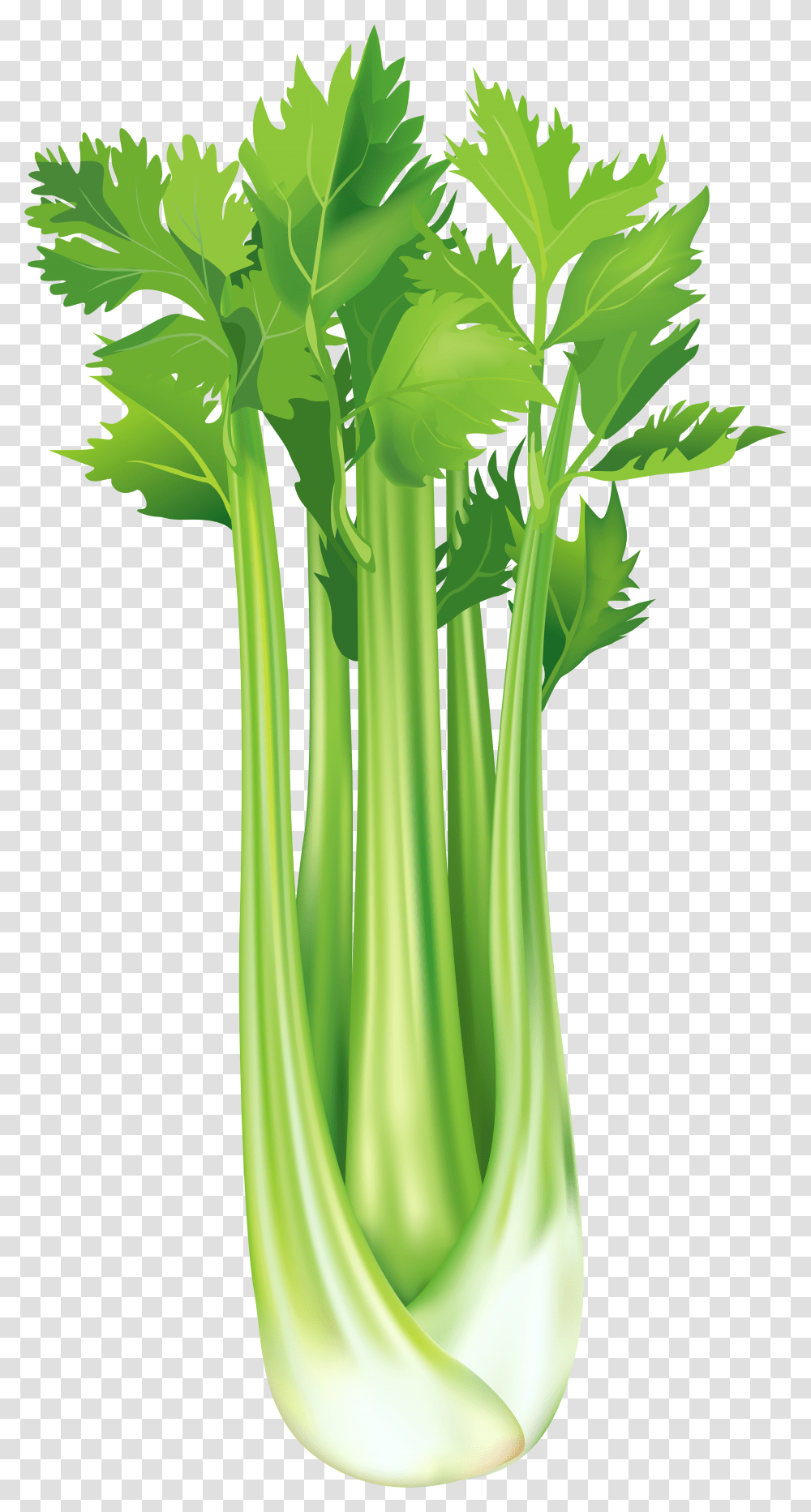 Green Onion And Celery Download Celery Clipart Transparent Png