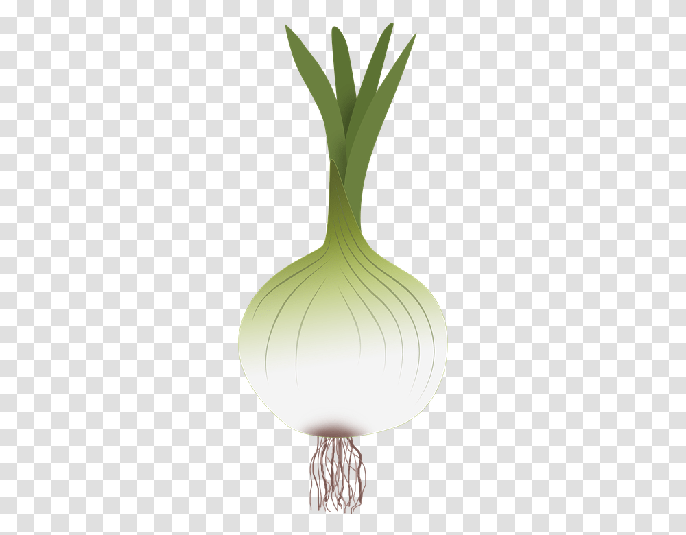 Green Onion Garlic, Lamp, Plant, Vegetable, Food Transparent Png