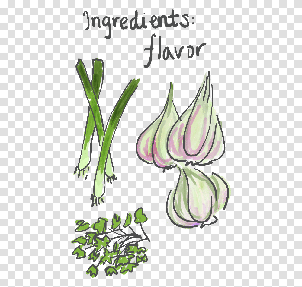 Green Onion Green Onion Draw, Plant, Flower, Blossom, Petal Transparent Png