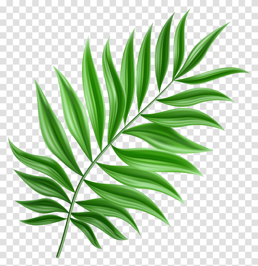 Green Palm Leaf Palm Leaf Clipart Transparent Png