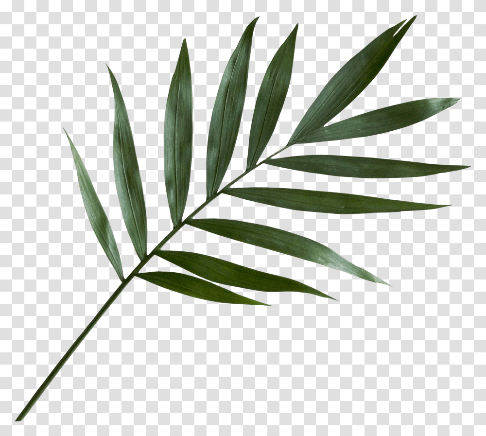 Green Palm Leaf, Plant, Fern Transparent Png