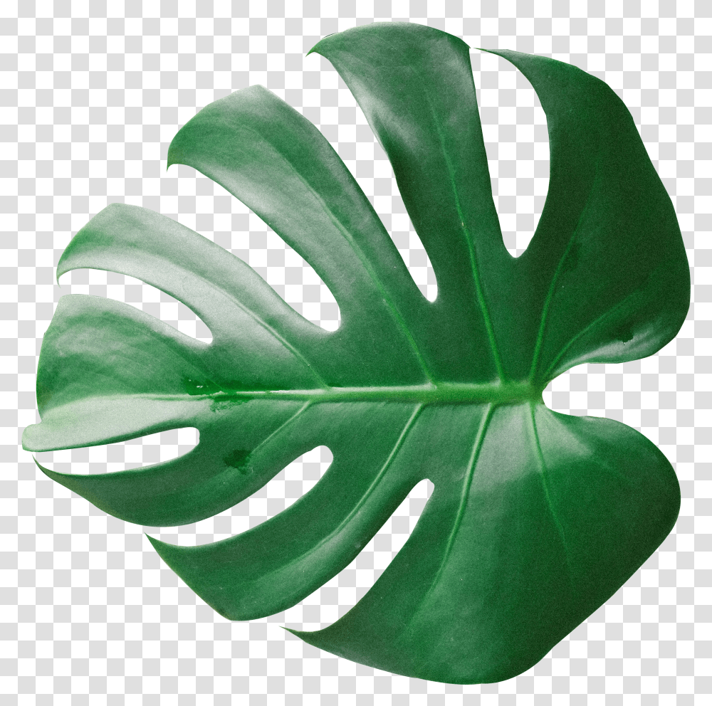 Green Palm Leaf Tree Leaves Transparent Png