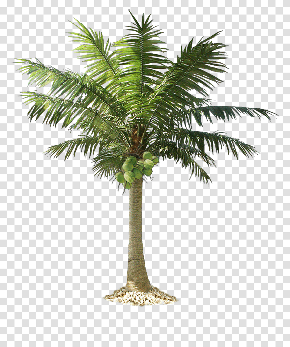 Green Palm Tree Background Play Small Coconut Tree, Plant, Arecaceae, Cross, Symbol Transparent Png