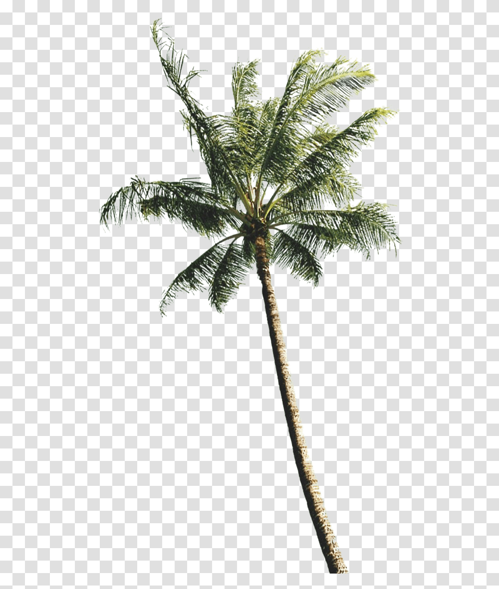 Green Palm Tree Clipart Background Real Coconut Tree, Plant, Arecaceae, Leaf, Pine Transparent Png