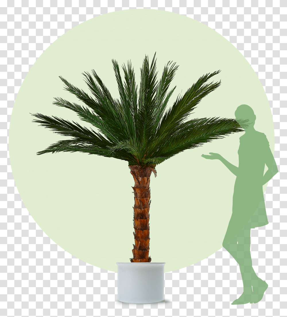 Green Palm Tree Despite Low Ceilings Palme Bestellen Transparent Png