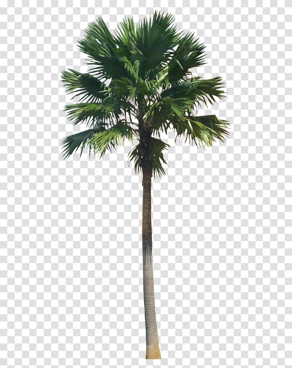 Green Palm Tree Hd Quality Play Palm Trees High Resolution, Plant, Arecaceae, Annonaceae Transparent Png
