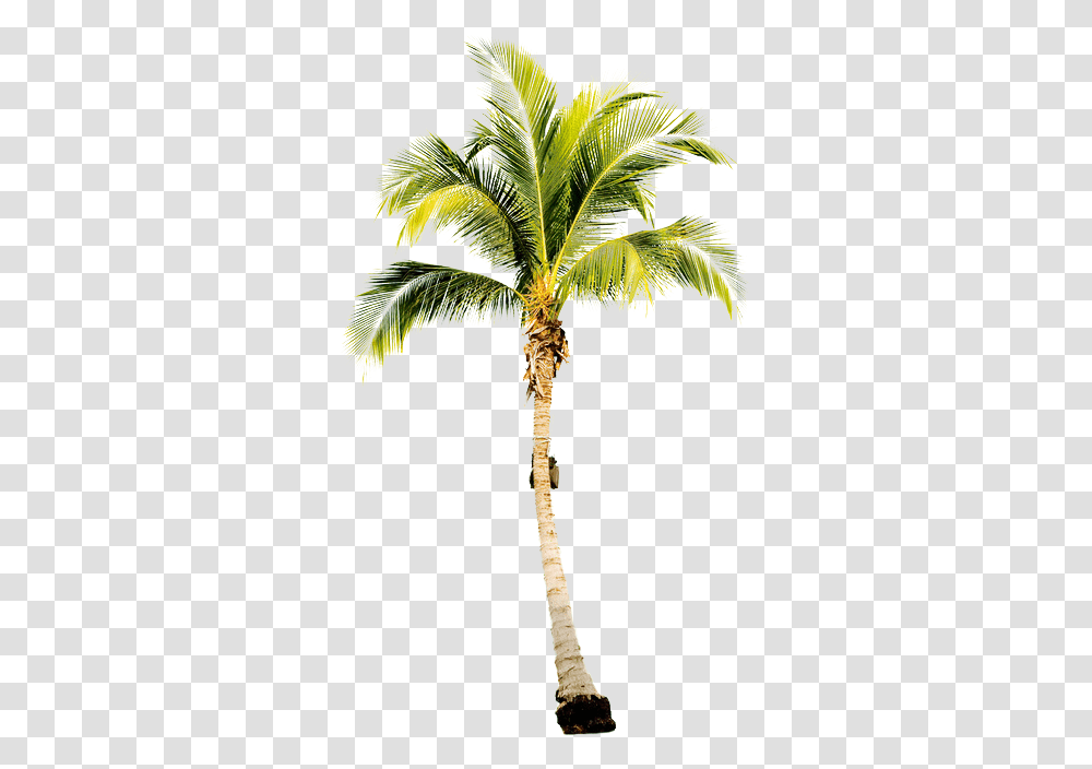 Green Palm Tree No Background Play Watercolor Palm Tree, Plant, Arecaceae, Cross, Symbol Transparent Png