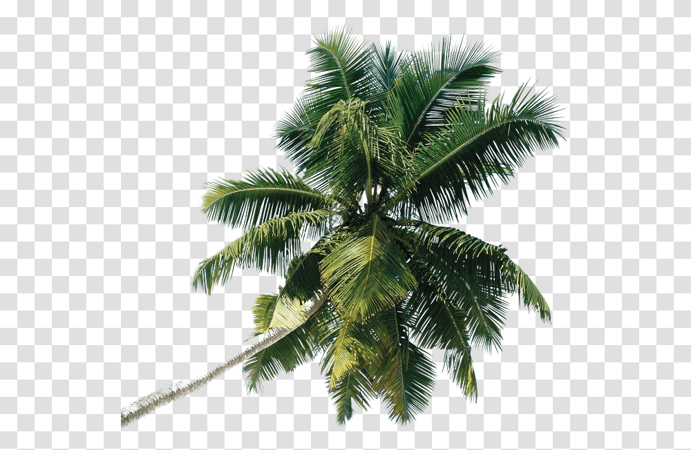 Green Palm Tree Photo Image Play Coconut Tree, Plant, Arecaceae, Leaf, Vegetation Transparent Png