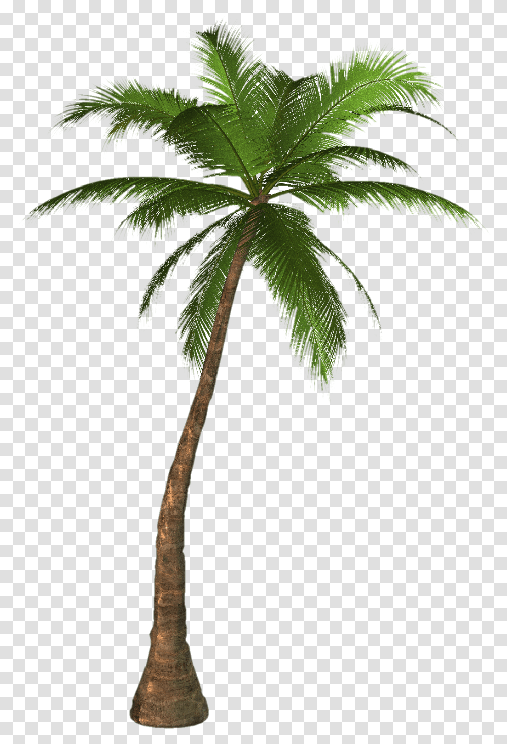 Green Palm Tree Photos Palm Tree Clip Art, Plant, Arecaceae, Leaf Transparent Png