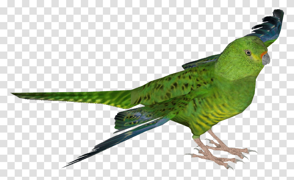 Green Parrot, Bird, Animal, Aquatic, Water Transparent Png