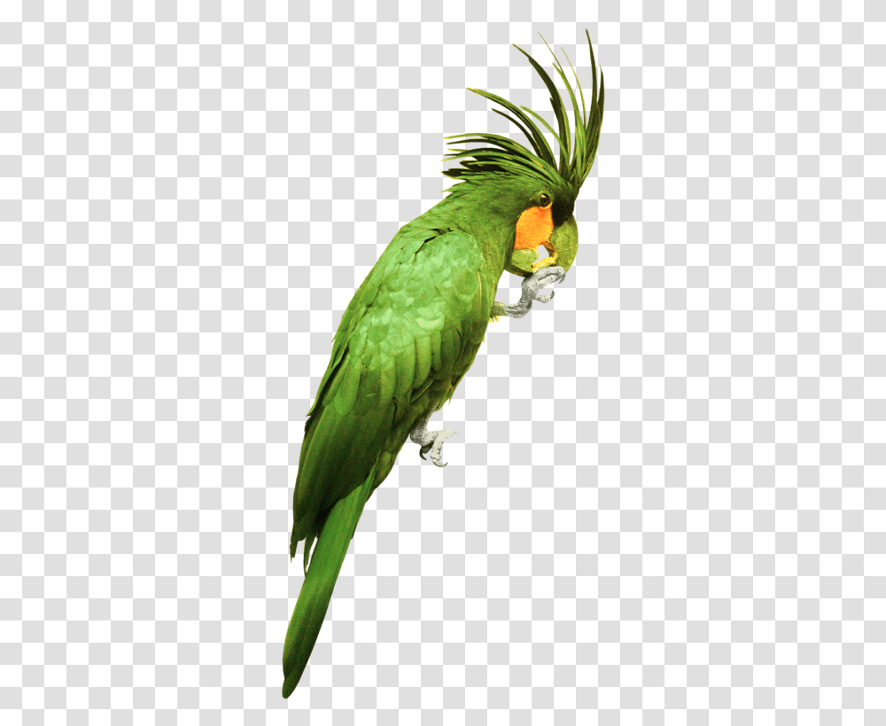 Green Parrot, Bird, Animal, Macaw Transparent Png