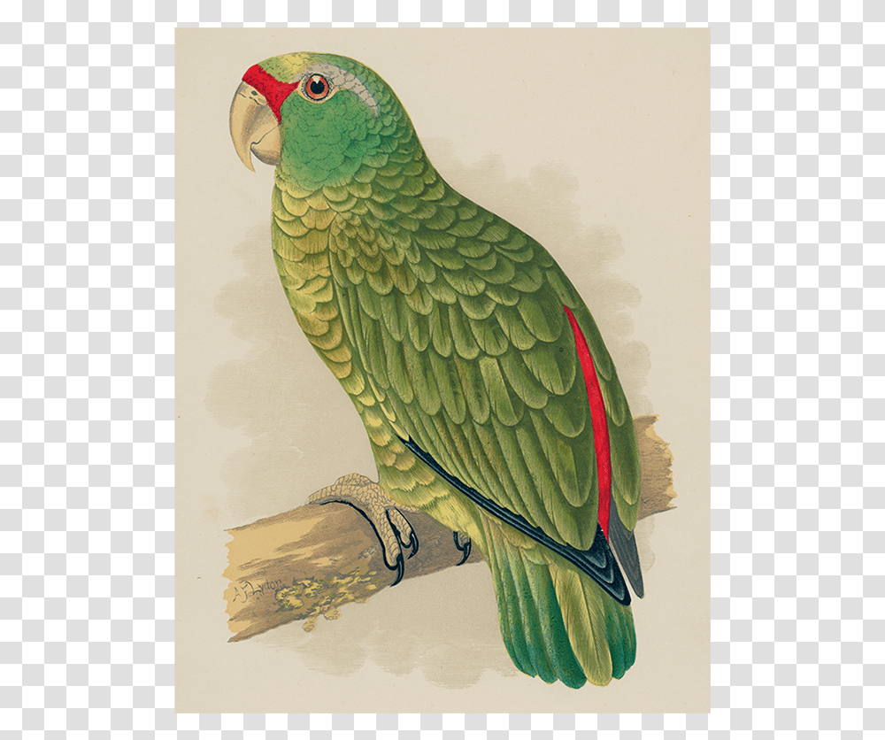 Green Parrot, Bird, Animal, Parakeet, Cockatoo Transparent Png
