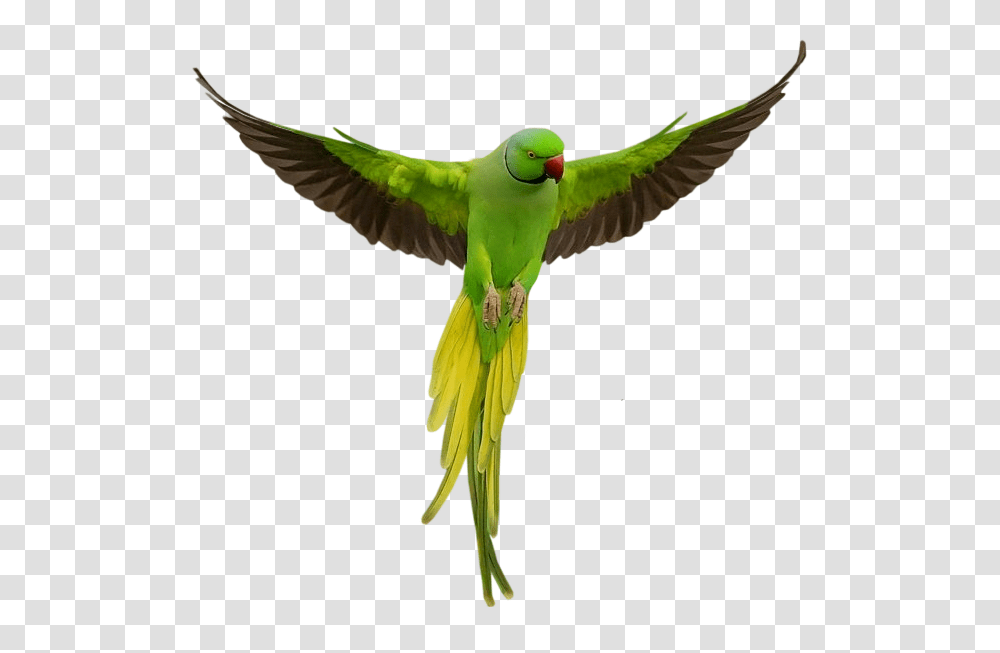 Green Parrot, Bird, Animal, Parakeet, Macaw Transparent Png