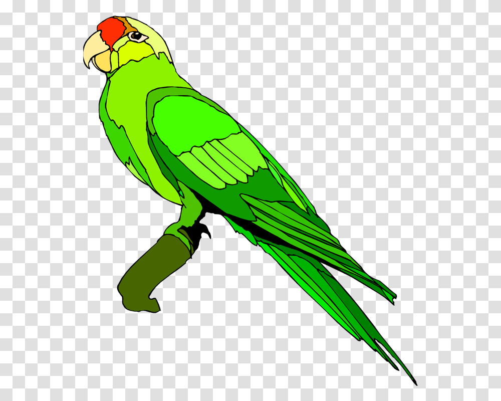 Green Parrot Cliparts Free Download Parrot Clipart, Bird, Animal, Parakeet, Macaw Transparent Png