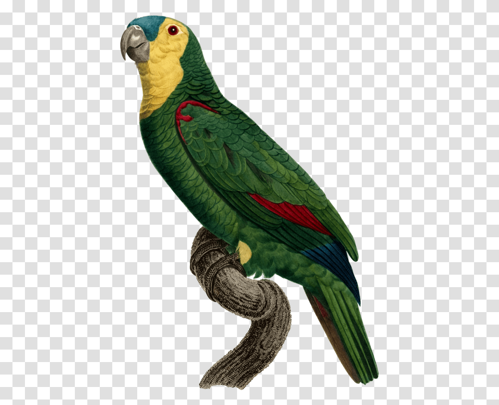 Green Parrot Drawing Passaros, Bird, Animal, Parakeet, Macaw Transparent Png