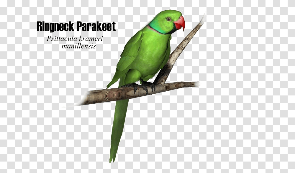 Green Parrot High Quality Image Parrot, Bird, Animal Transparent Png